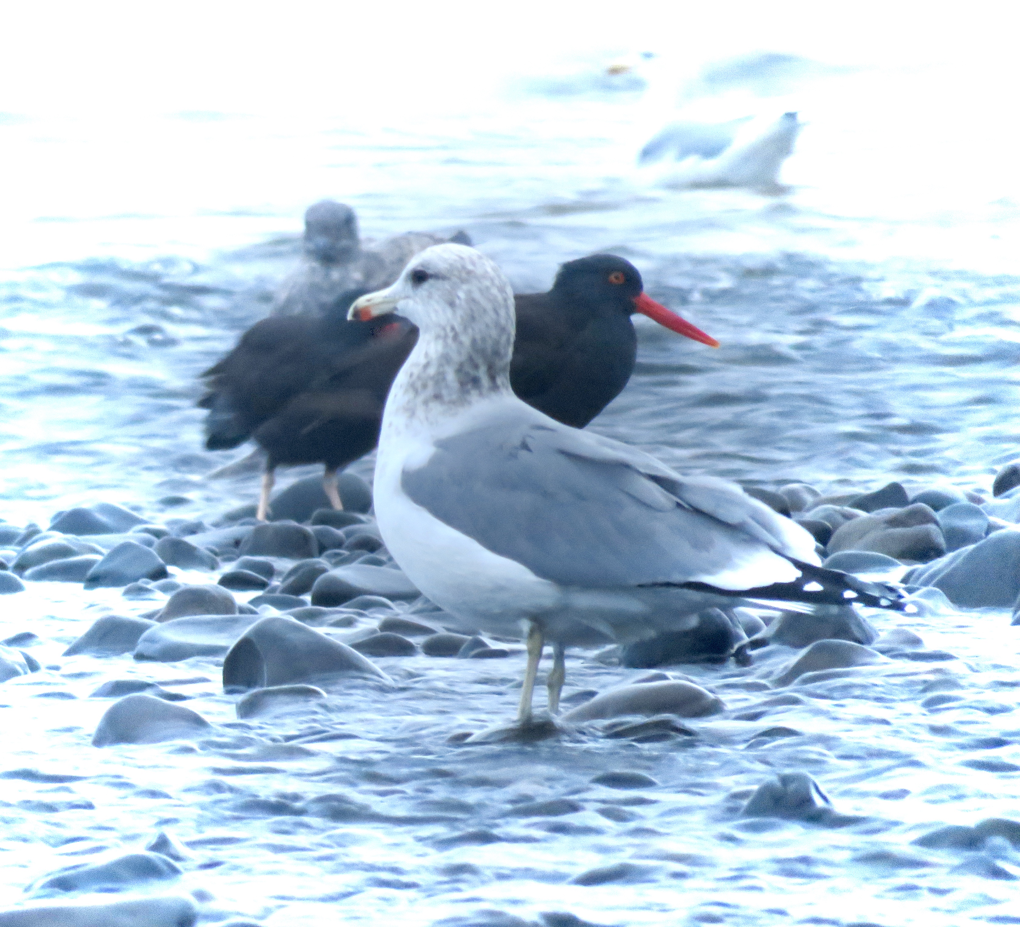 GULLS & OYSTERCATCHERS