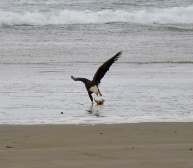 EAGLE