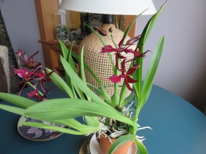 IMG_5403