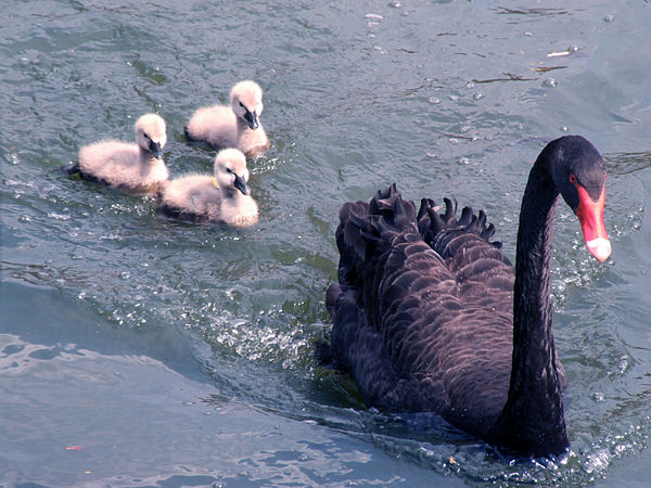 BLACK SWAN