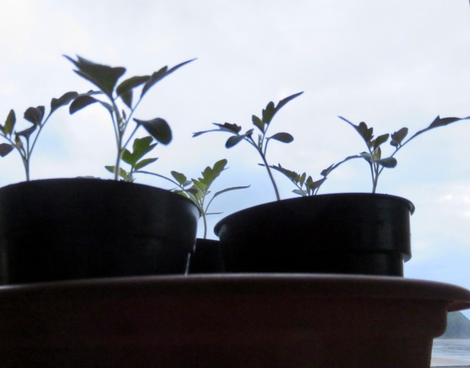 SPROUTS