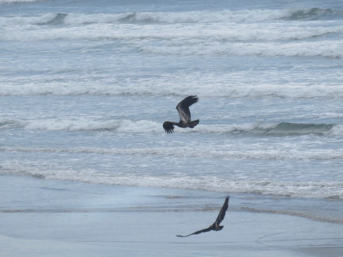 TWO EAGLES