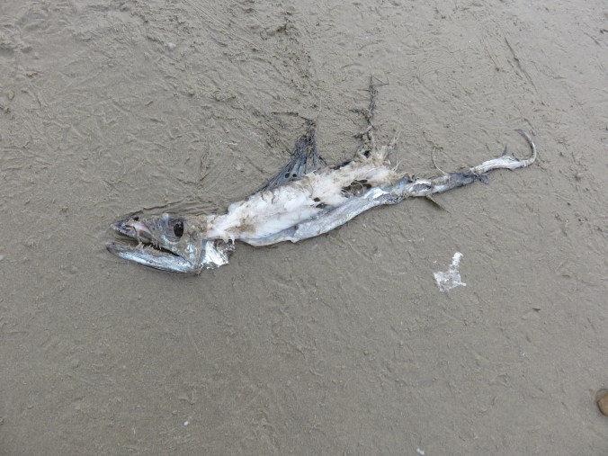 STRANGE FISH