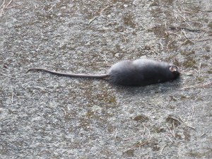 IMG_6140