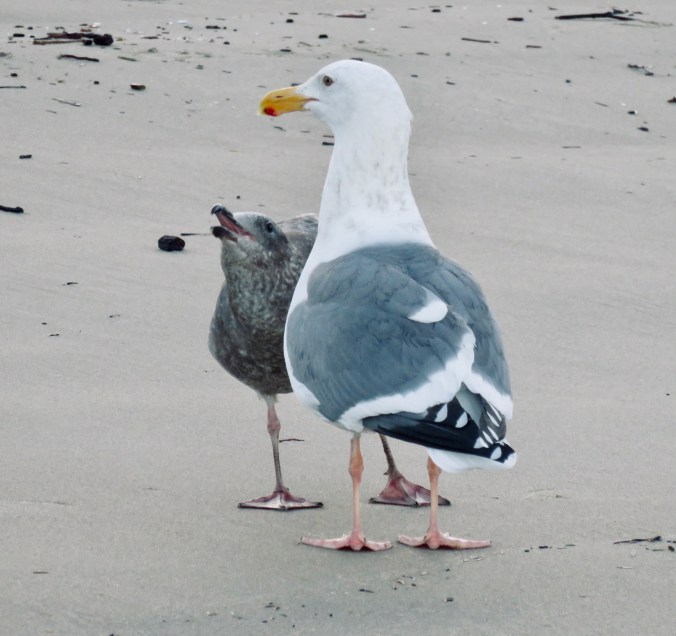 BEGGING GULL