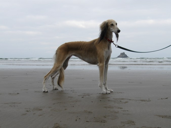 GOOD DOG