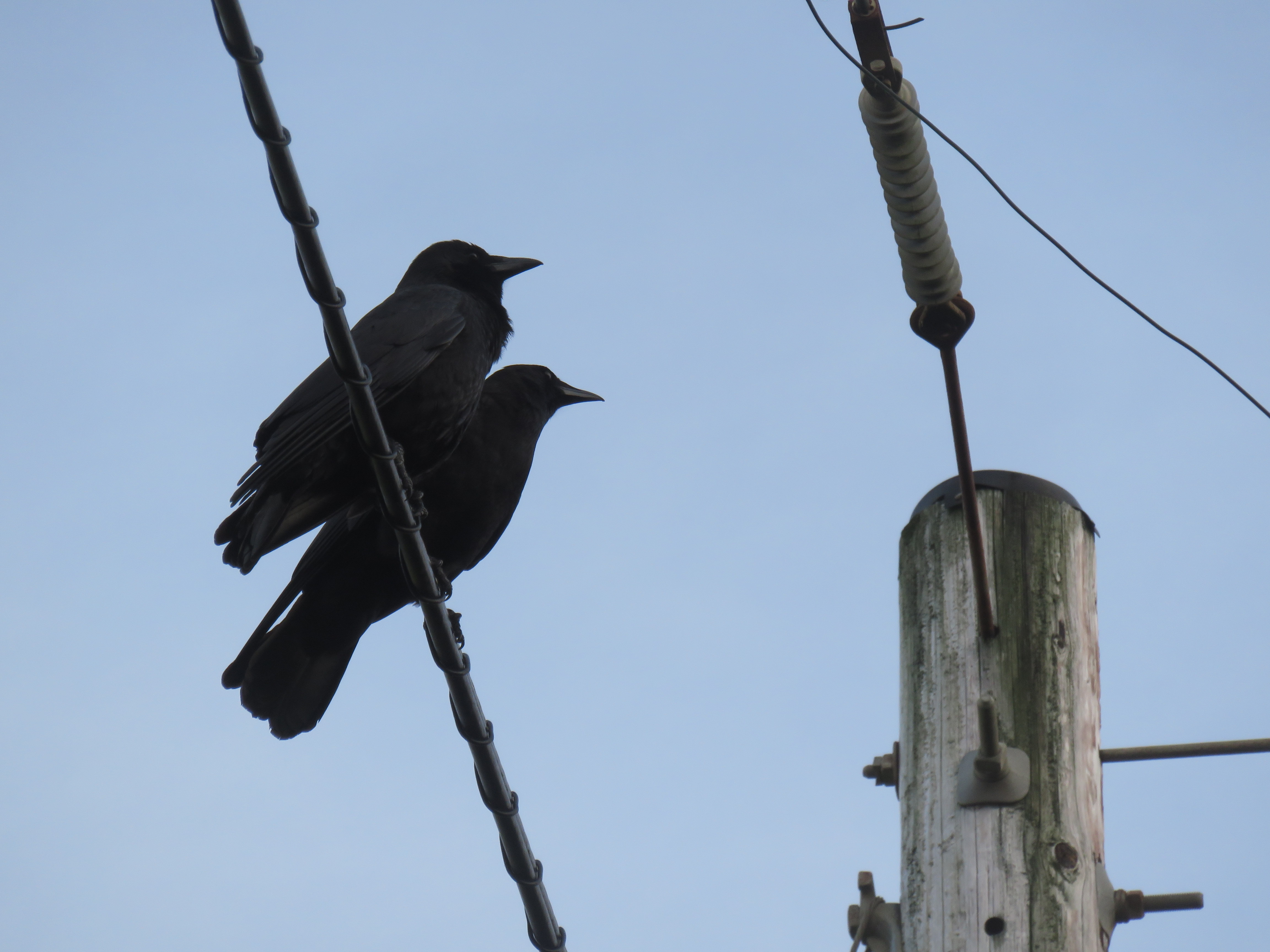 YEARLING CROWS