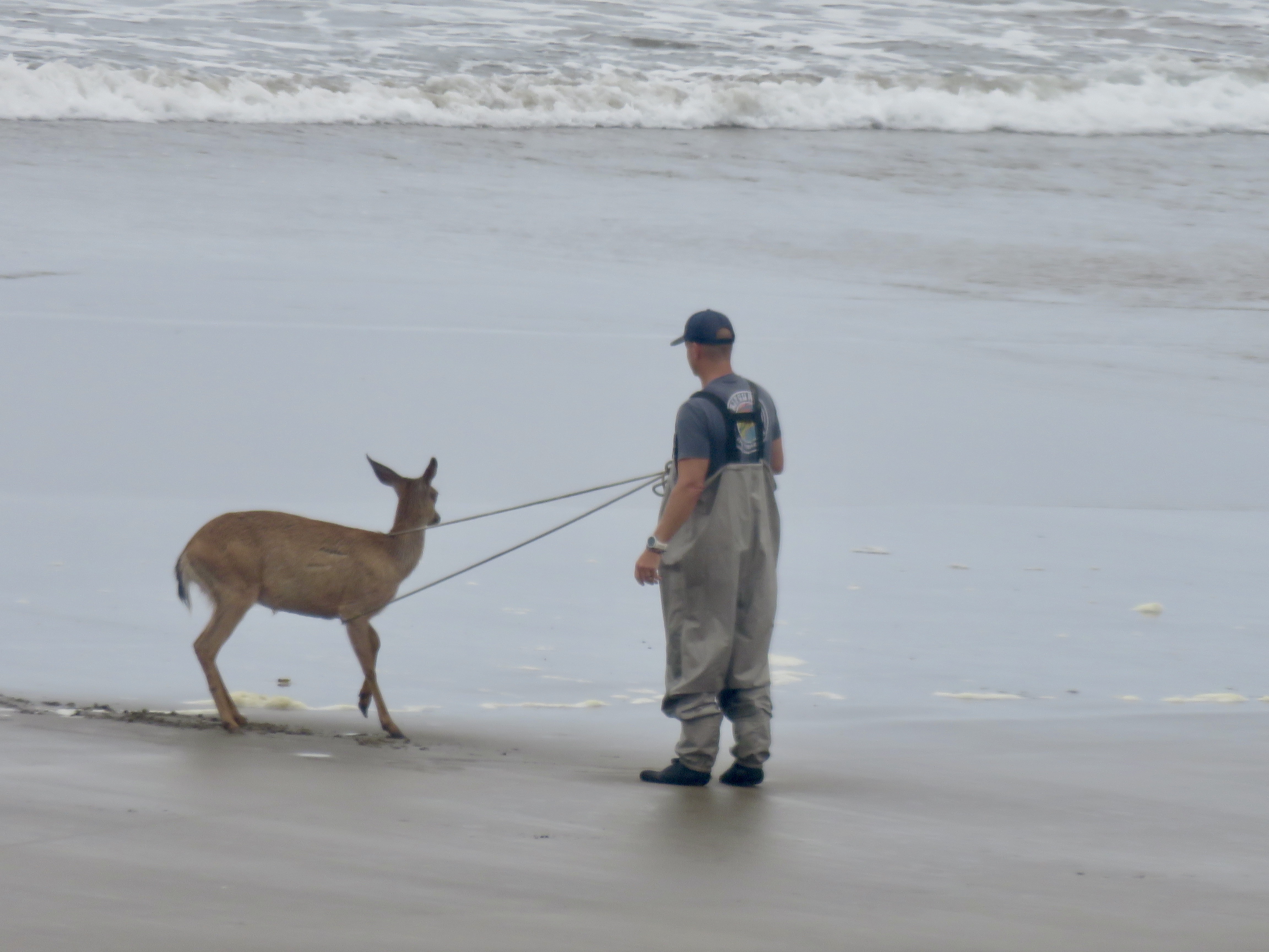 Oh. DEER.