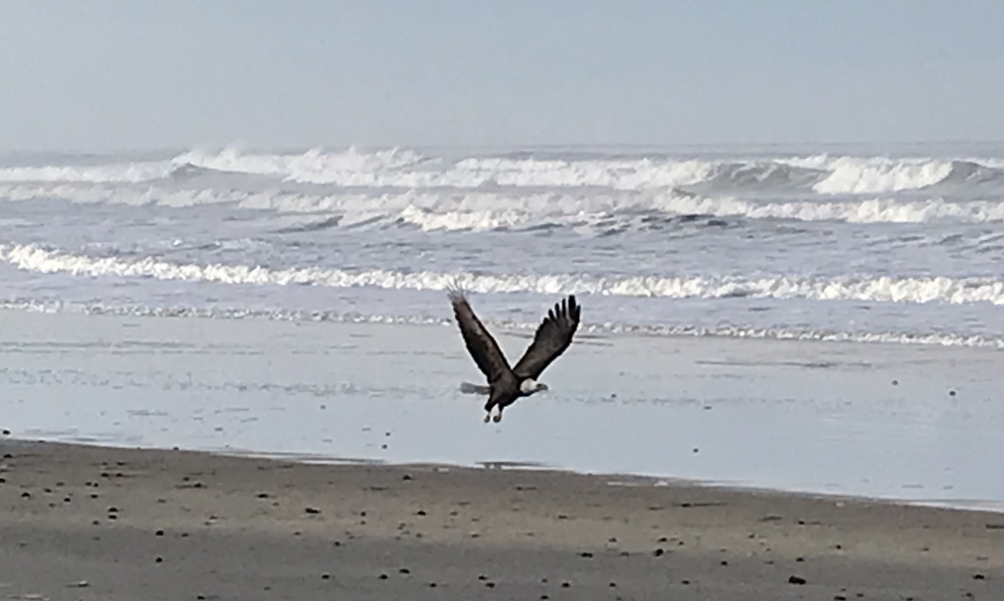 BIRDS and MEN