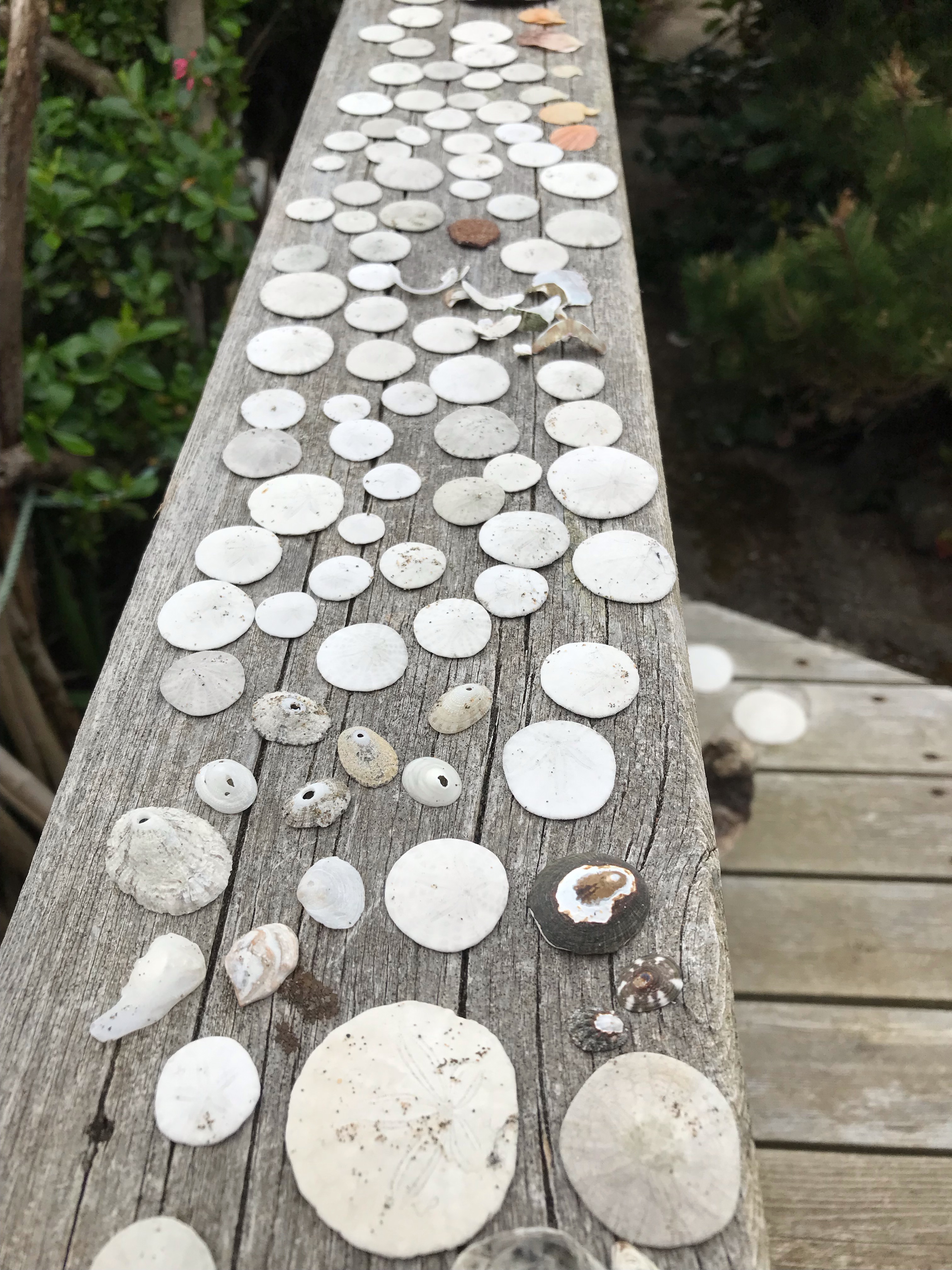 BABY SAND DOLLARS
